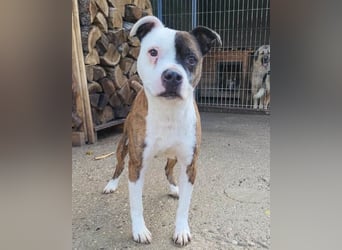 Momo ❤️ loyal, verschmust sucht Zuhause!
