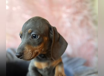 Zwergdackel,Dackel in Sonderfarben,amerikanische Zwergdackel Welpen suchen tolle Familien
