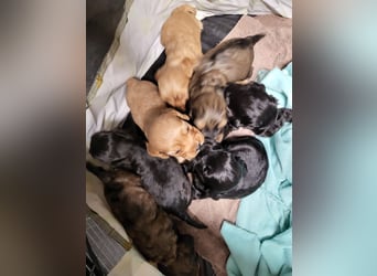 Cocker Spaniel
