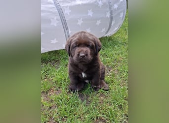 Labrador Welpen mit Ahnentafel