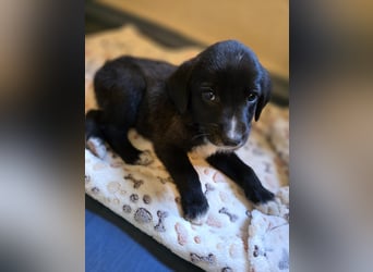 Reacher - tapferer Hundejunge