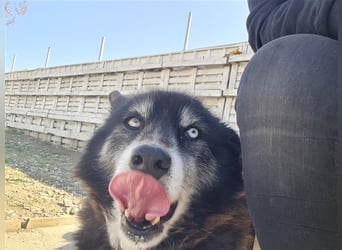 Huskymix Alek soll nicht im Shelter sterben