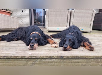 Verschmuste Gordon Setter aus familiärer Liebhaberzucht zu vermitteln