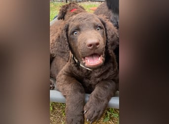 Curly Coated Retriever – braune Rüden (8 Wochen) aus dem Zwinger Cornrow