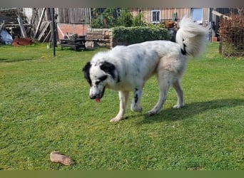 Oslo (ca. 2 Jahre) – großer Hund sucht neuen Platz (41749 Viersen)