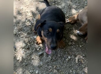 ABBY - VERKUSCHELTER WELPE