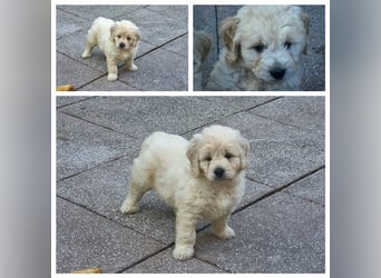 Goldendoodle Medium - noch 2 traumhafte Hündinnen abzugeben. Langjährige, überprüfte Zucht.