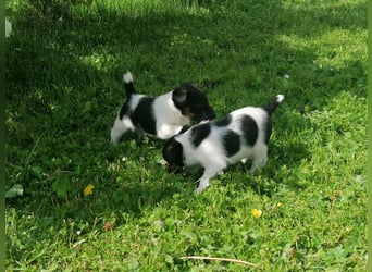 Foxterrier 