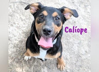 Calíope geb. 01/2025 (ESP) - fröhliche, sympathische und treue Junghündin!