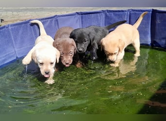 Reinrassige Labradorwelpen