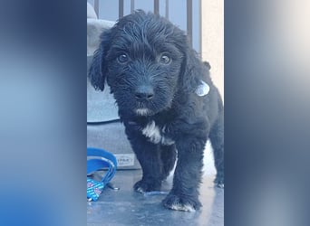 ❤️ süßes TINO-Baby - 2 Monate, später 35cm - Havaneser-Pudel-Schnauzer-Mix