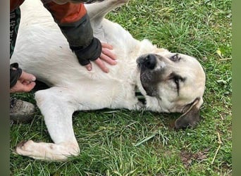 Riesen"Baby"Kangal♥Ares♥ 99718 Greussen