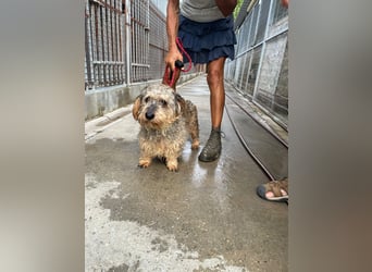 Maszola, Senior wurde einfach im Tierheim abgegeben