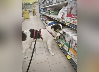 Lino, ein perfekter Begleiter