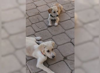 Frodo,freundlicher, fröhlicher Junghund