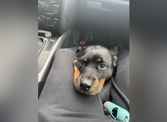 Katniss Rottweiler 8 Jahre alt