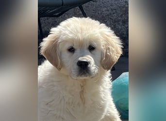 Golden Retriever Welpen aus excellenter Verpaarung
