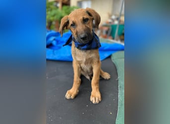 KOREL - bezauberndes Hundekind auf Familiensuche!