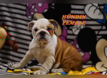 Bezaubernde  & Freiatmende Englische Bulldogge Babys auf Familiensuche