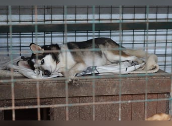 BODRO - der hübsche Huskymix sucht ein liebe- und verständnisvolles Zuhause
