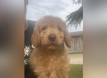 Goldendoodle mini Medium Doodle Abgabe an Pfingsten