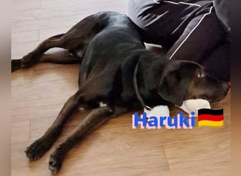 Haruki, 11/18 - VERMITTLUNGSHILFE, sucht DRINGEND