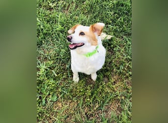Zuckersüße Emma bezaubert die Hundeherzen