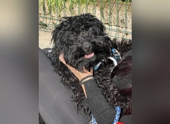 Charlie - unser liebenswerter Wuschel
