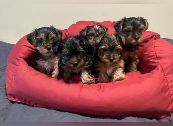 Liebe auf vier Pfoten – Yorkshire Terrier Welpen suchen ihr Für-immer-Zuhause!