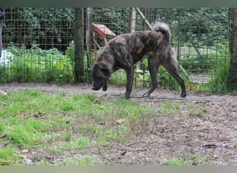 Jackpot - ein majestätischer Doggen-Mix sucht sein Königreich