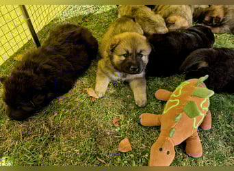 Eurasier