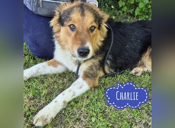 Charlie ein familiengeeigneter Hund