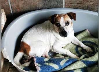 Ferdinant, Jackrusselmix, geb.2016, su. ruhiges Zuhause
