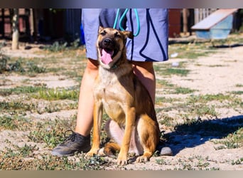 Cindy, Mix Schäferhund / Malinois, lieb und sozial