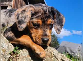 Louisiana Leopard - Catahoula