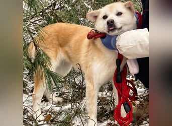 Mochi eine verschmuste, verspielte Hundedame, gerne als Zweithund, sucht ihre Menschen