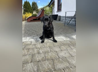 Labrador Welpen
