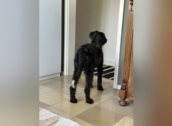 "Pumi“ – junge Schnauzer-Pumi-Mix Hündin sucht ländliches Zuhause