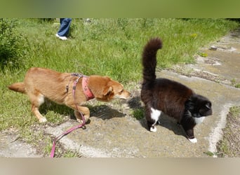 Kleine Foxy ist auf Körbchensuche
