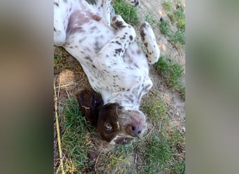 English setter Rüde