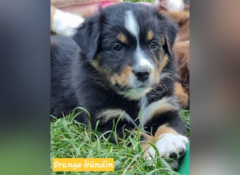 Australian Shepherd Welpen
