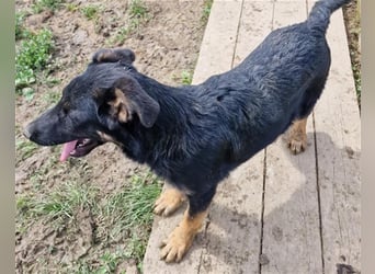 Otto sucht ein liebevolles Zuhause