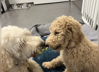 Goldendoodle apricot, eine Hündin, Welpe, abgabebereit Golden Doodle