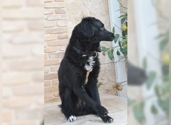 Manolo, Traumhund mit Handicap