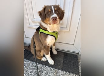 1 kleine Australian Shepherd Hündin( Welpe) braun/redtri (Minimix/Reinrassig)+ Gesundheitszeugnis