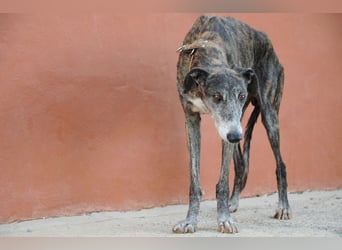 Wollen Sie Pitty kennenlernen?