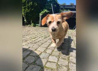 Lala sucht ein ruhiges Zuhause