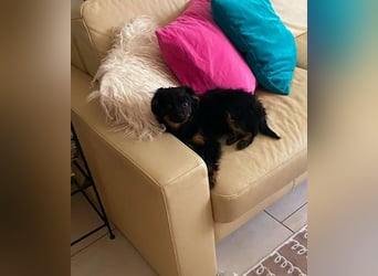 Raven, bereits auf PS in DE, auf der Suche nach einem Zuhause!