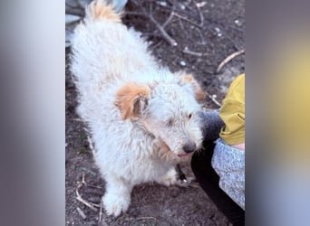 Lucky ❤️ fröhlich+aufgeweckt sucht dich!