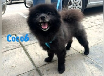 Coco6 09/2019 (in Deutschland) - Pomeranian Zwergspitz Mix sucht verantwortungsvolle Menschen!